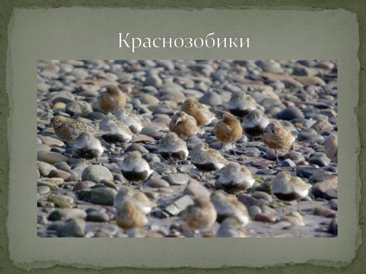 Презентация "Говорят, что север крайний".
