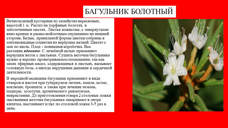 Презентация растение южного Урала