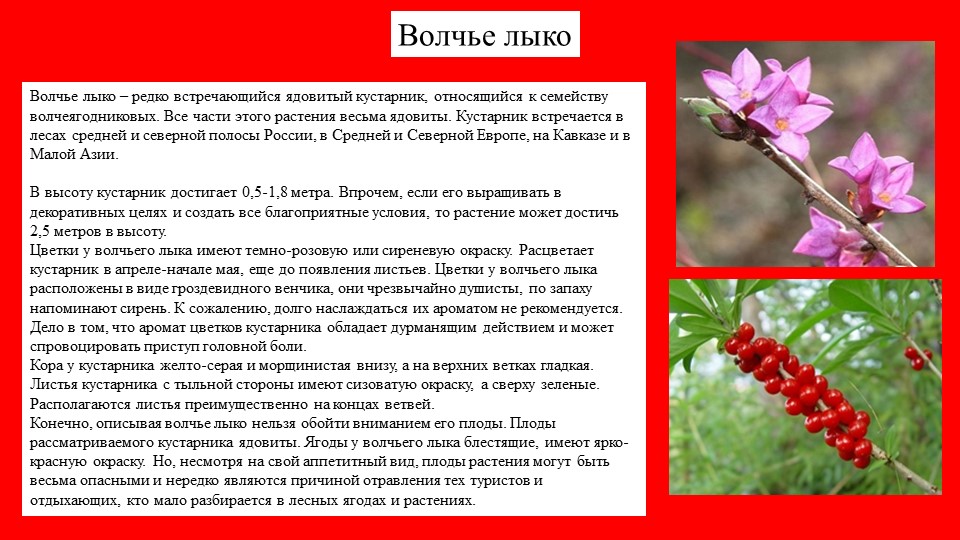 Презентация растение южного Урала