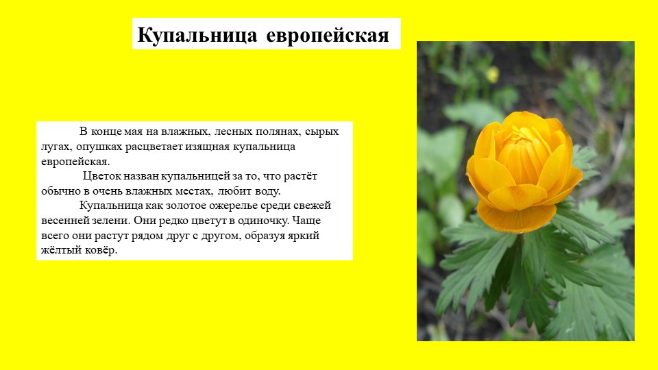 Презентация растение южного Урала
