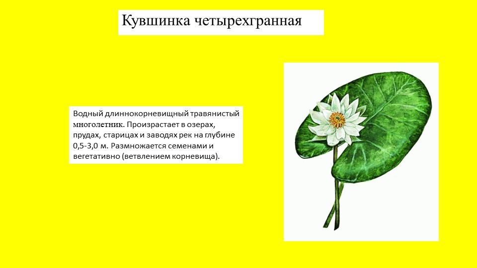 Презентация растение южного Урала