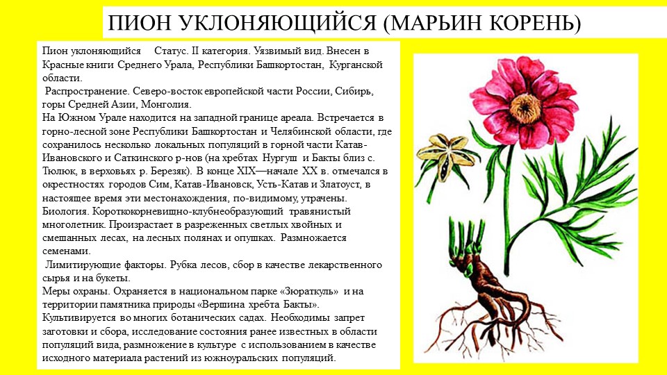 Презентация растение южного Урала