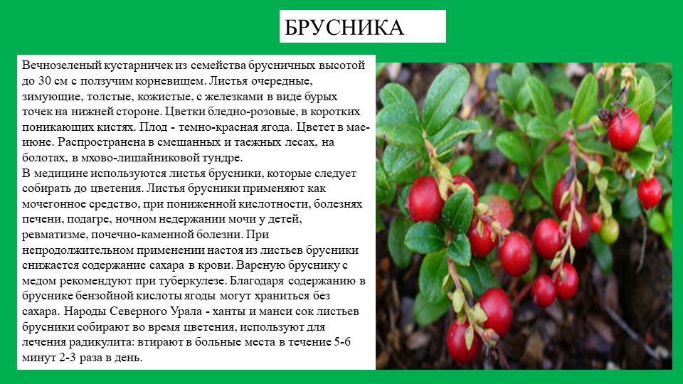 Презентация растение южного Урала