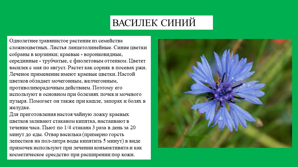 Презентация растение южного Урала