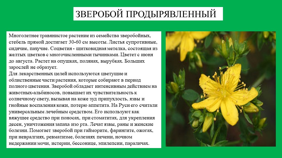 Презентация растение южного Урала