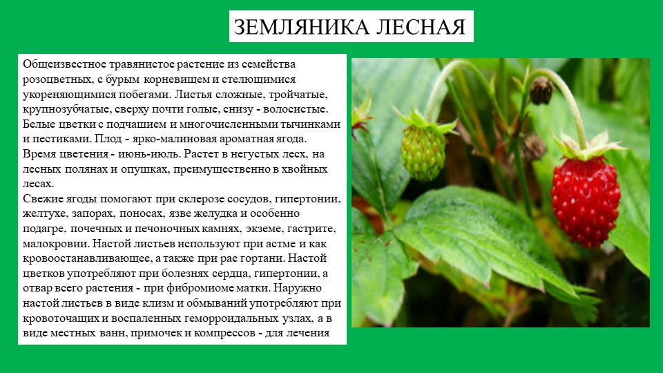 Земляника класс. Земляника Лесная описание растения. Земляника Лесная описание. Растения семейства Розоцветные клубника. Растения Южного Урала презентация.