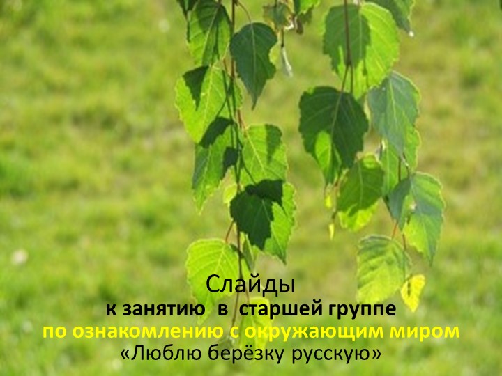 Презентация к занятию в старшей группе по ознакомлению с окружающим миром «Люблю берёзку русскую»