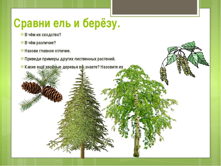 Презентация к занятию в старшей группе по ознакомлению с окружающим миром «Люблю берёзку русскую»