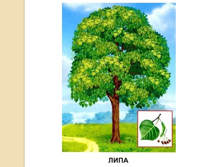 Презентация по развитию речи на тему "Деревья" (старшая группа)