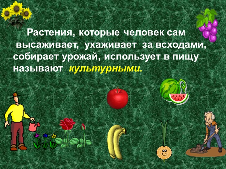 Презентация по развитию речи на тему "Зерновые растения" (старшая группа)