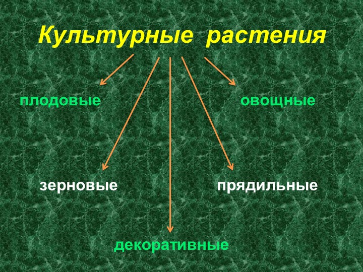 Презентация по развитию речи на тему "Зерновые растения" (старшая группа)