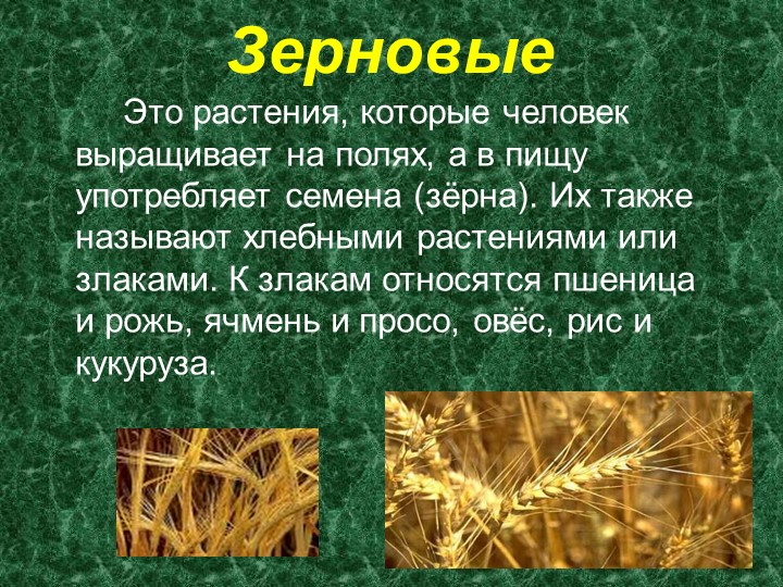 Презентация по развитию речи на тему "Зерновые растения" (старшая группа)