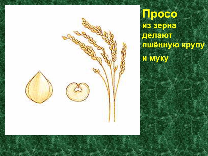 Презентация по развитию речи на тему "Зерновые растения" (старшая группа)