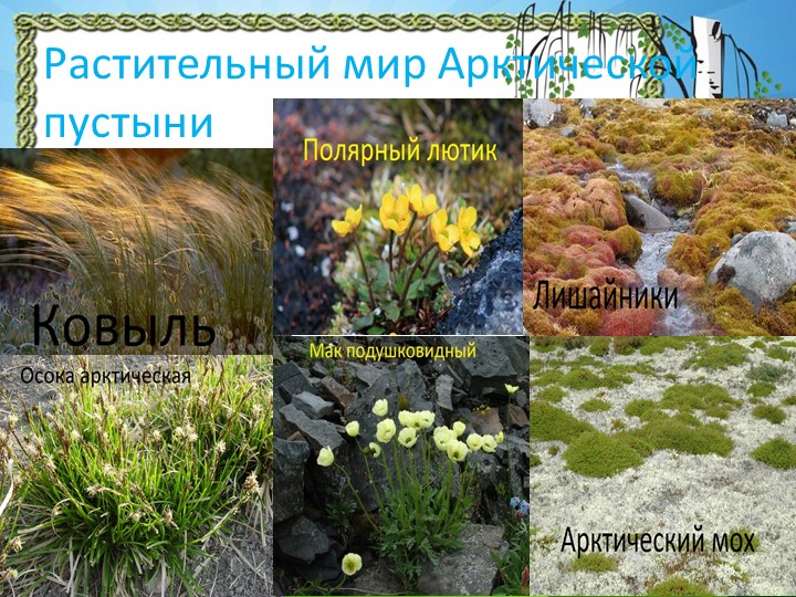 Презентация "Природа Красноярского края"