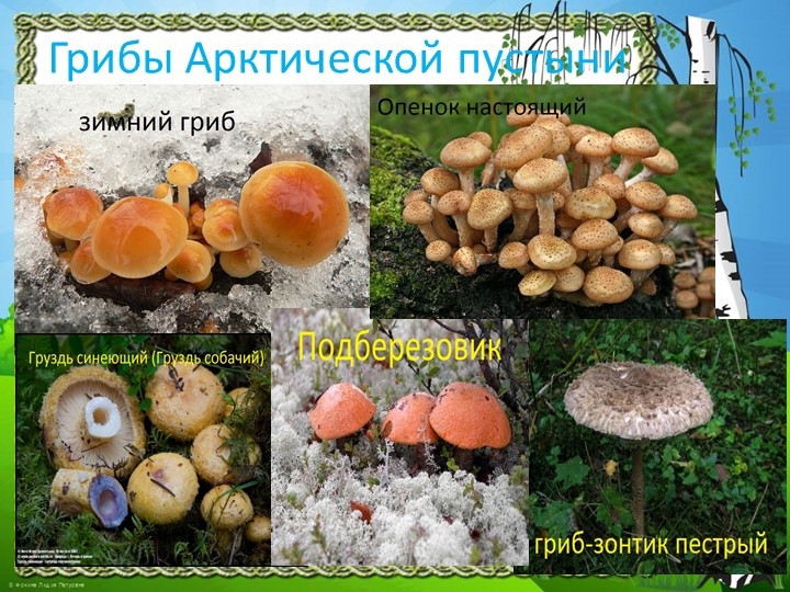 Презентация "Природа Красноярского края"