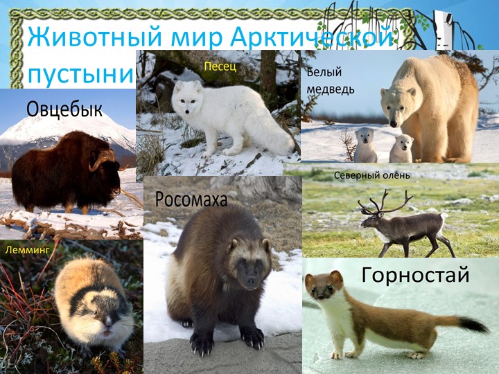 Животный мир арктических пустынь. Животный мир арктической пустыни. Животные обитающие в арктической пустыне. Животный и растительный мир Арктики.