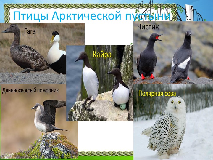Презентация "Природа Красноярского края"