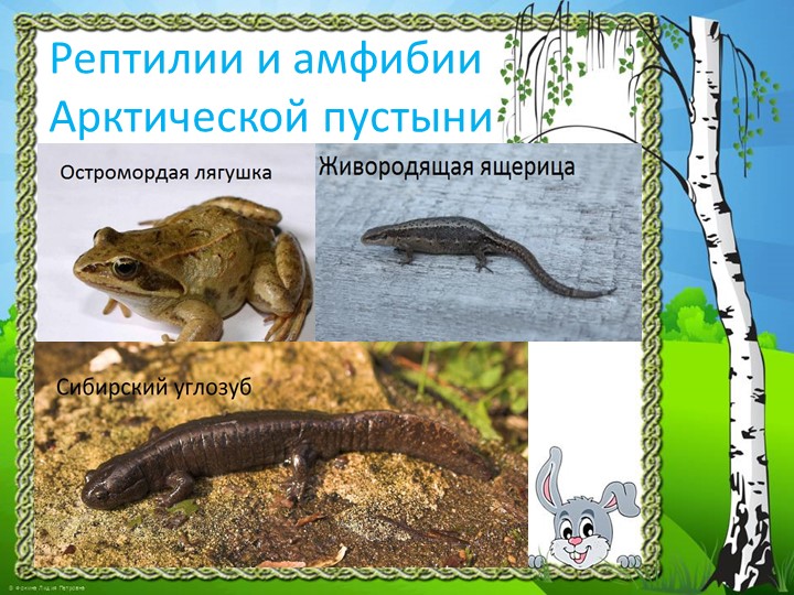 Презентация "Природа Красноярского края"