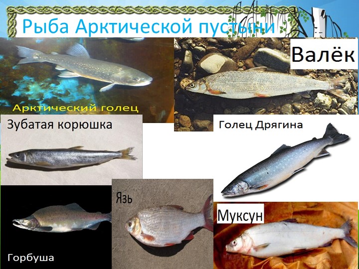 Презентация "Природа Красноярского края"