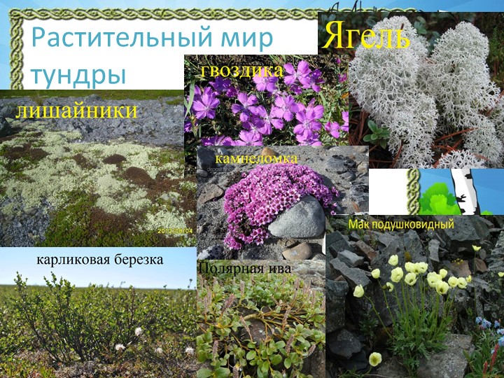 Презентация "Природа Красноярского края"