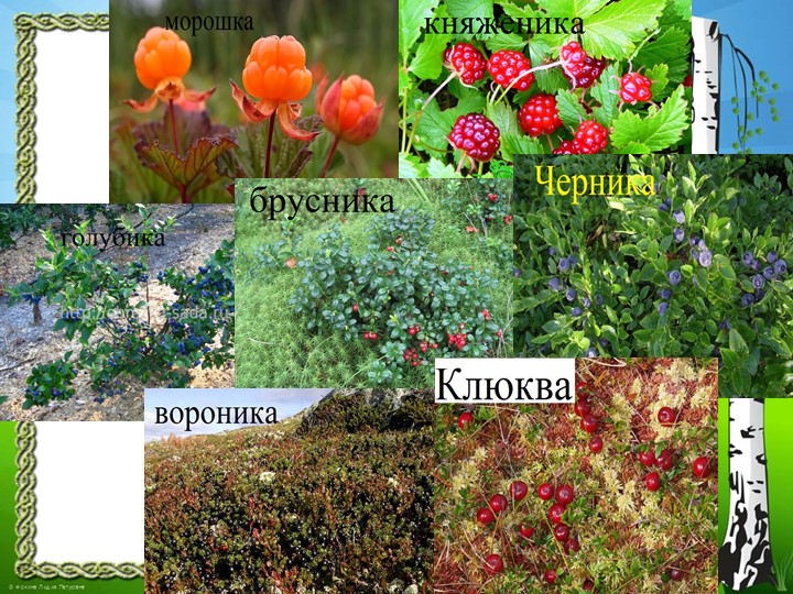 Презентация "Природа Красноярского края"