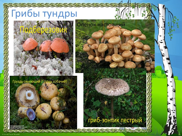 Презентация "Природа Красноярского края"