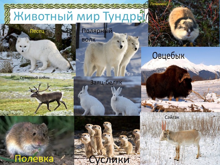 Презентация "Природа Красноярского края"