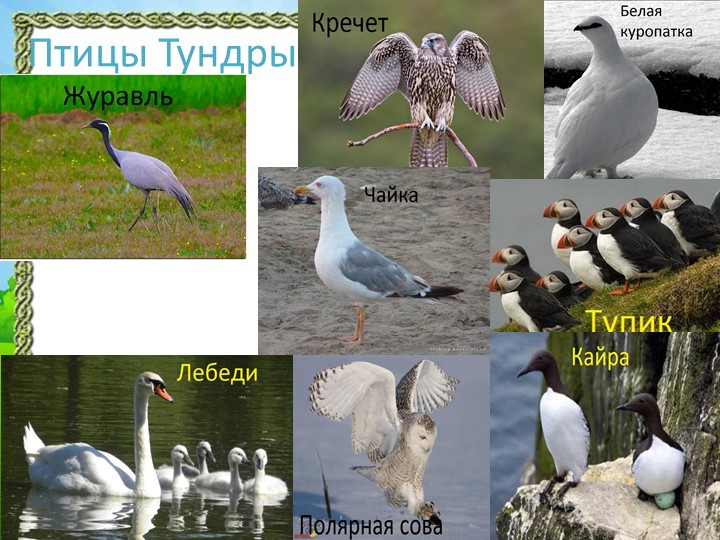 Презентация "Природа Красноярского края"