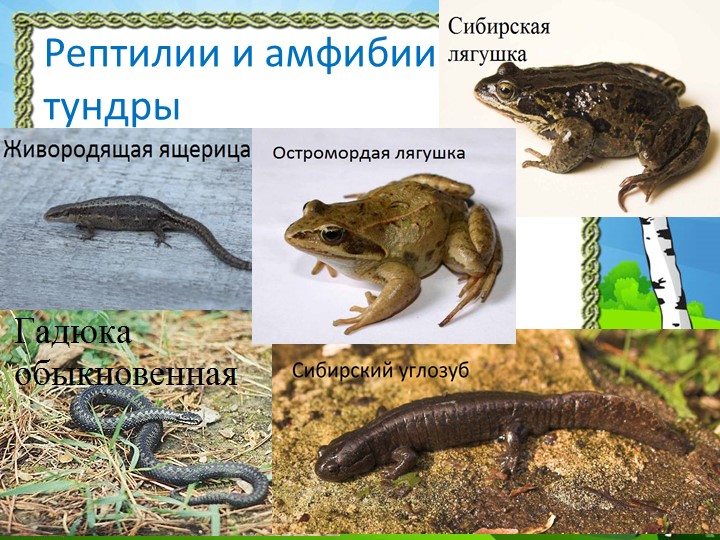 Презентация "Природа Красноярского края"