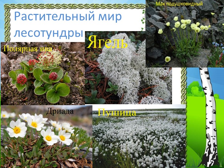 Презентация "Природа Красноярского края"