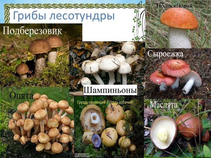 Презентация "Природа Красноярского края"