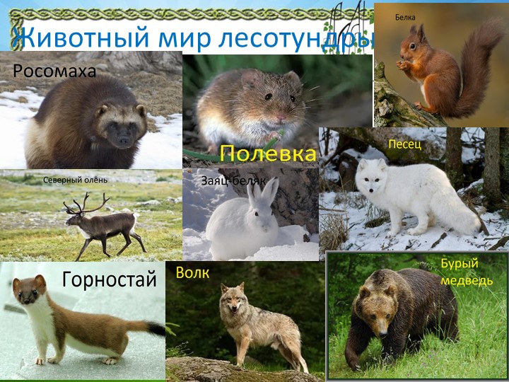 Презентация "Природа Красноярского края"