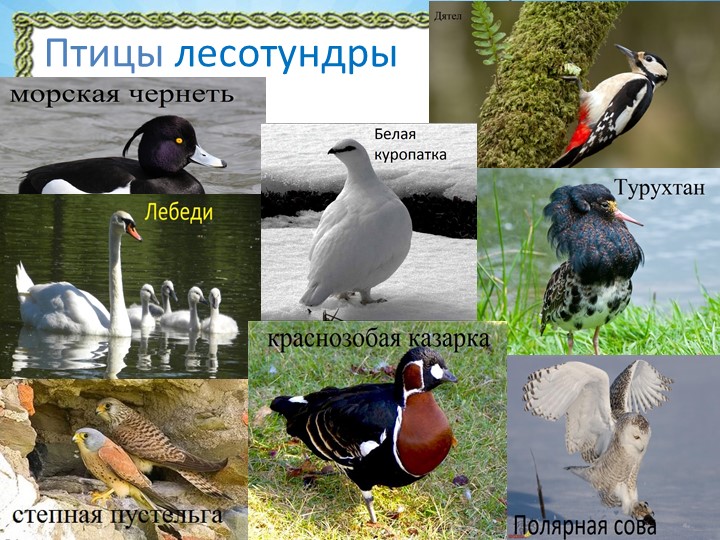 Презентация "Природа Красноярского края"