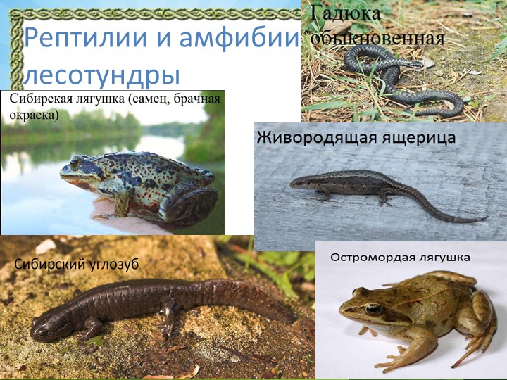 Презентация "Природа Красноярского края"
