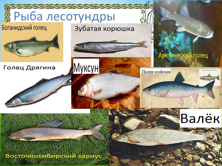 Презентация "Природа Красноярского края"