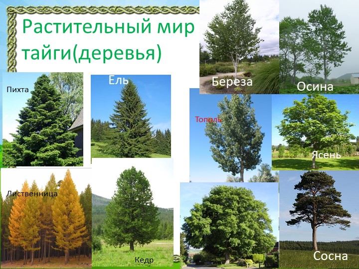 Презентация "Природа Красноярского края"