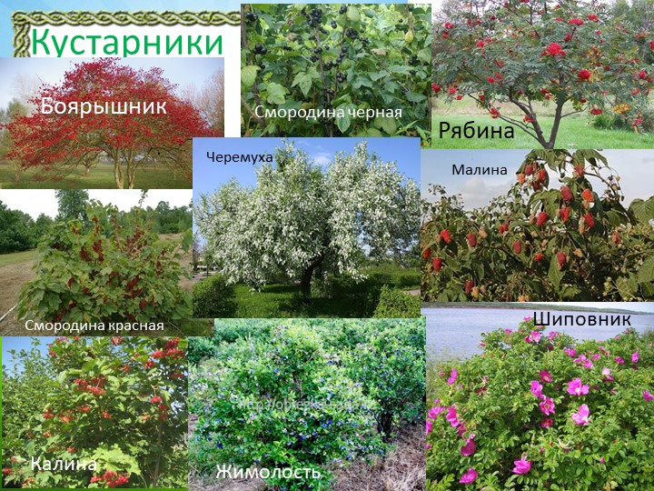 Презентация "Природа Красноярского края"
