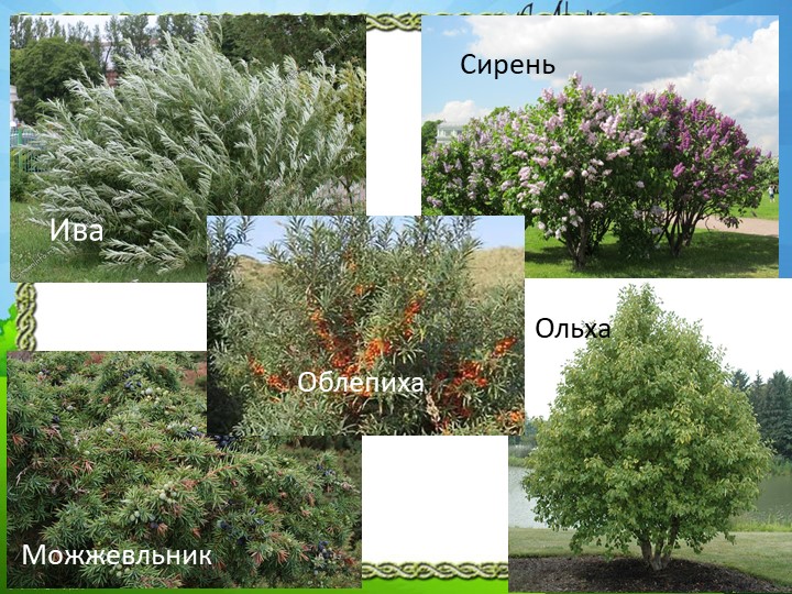 Презентация "Природа Красноярского края"