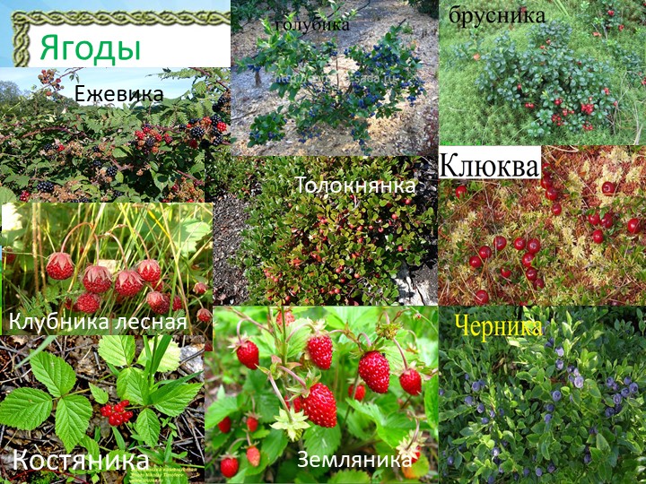 Презентация "Природа Красноярского края"