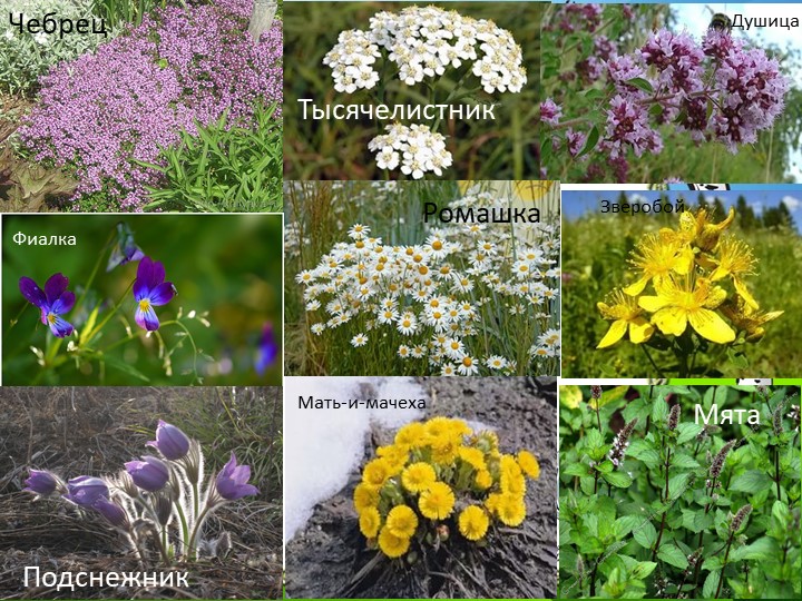 Презентация "Природа Красноярского края"