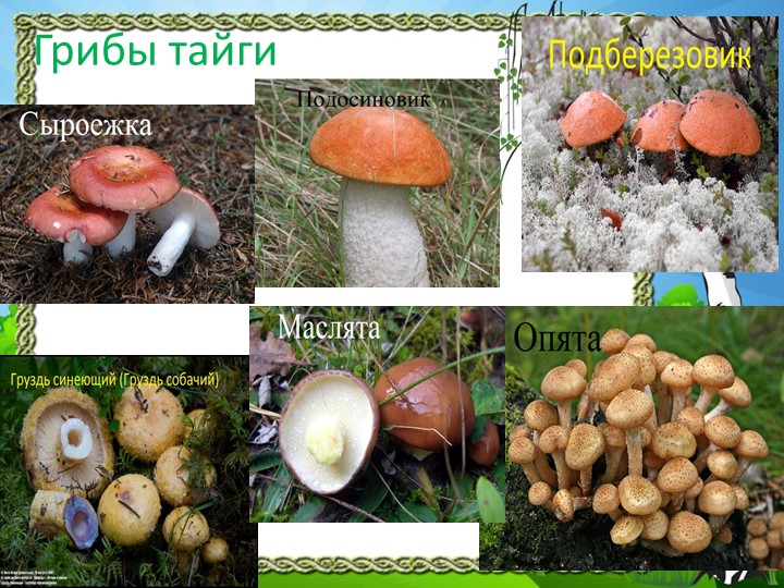 Презентация "Природа Красноярского края"