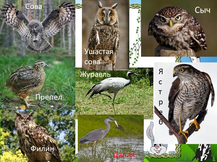 Презентация "Природа Красноярского края"