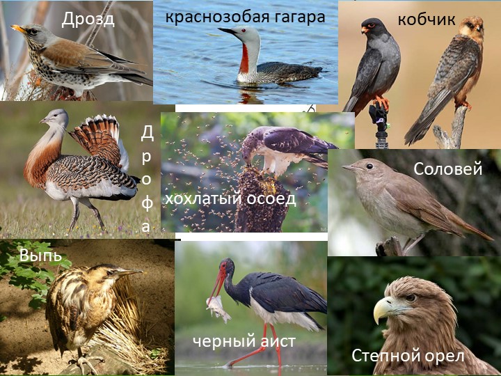 Презентация "Природа Красноярского края"