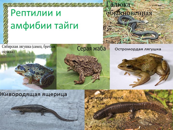 Презентация "Природа Красноярского края"