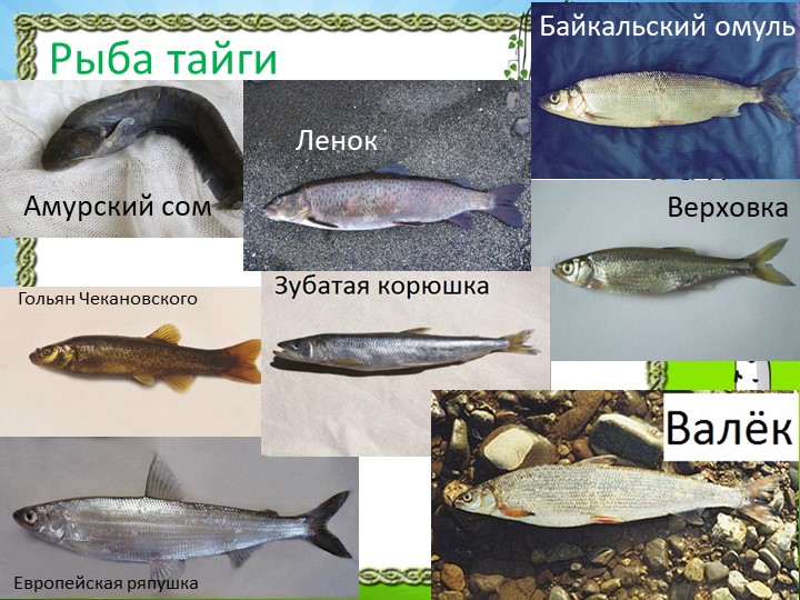 Презентация "Природа Красноярского края"