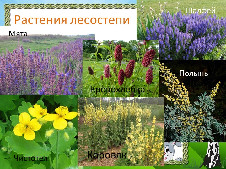 Презентация "Природа Красноярского края"