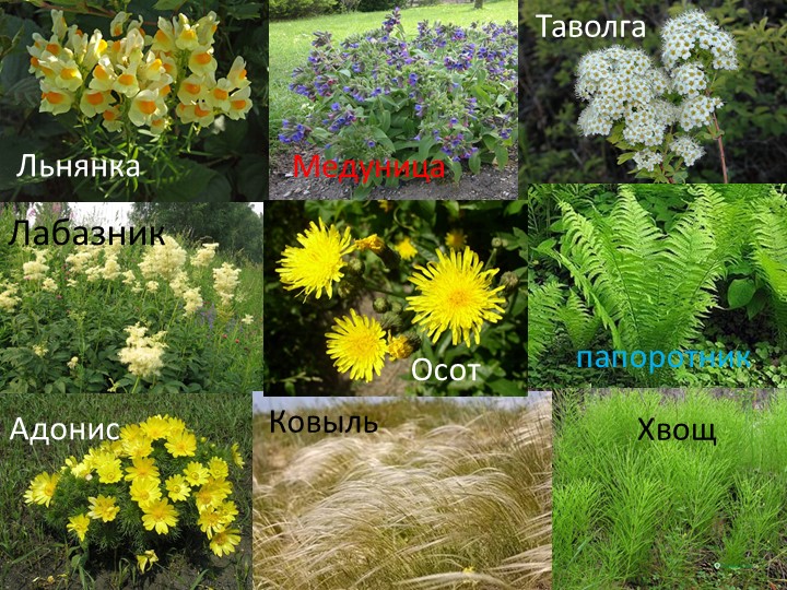 Презентация "Природа Красноярского края"