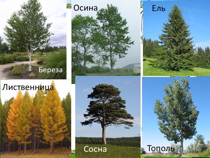 Презентация "Природа Красноярского края"