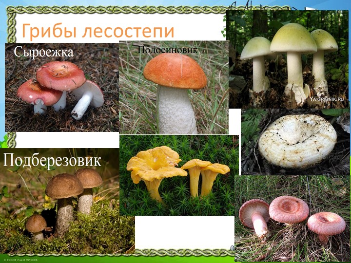 Презентация "Природа Красноярского края"
