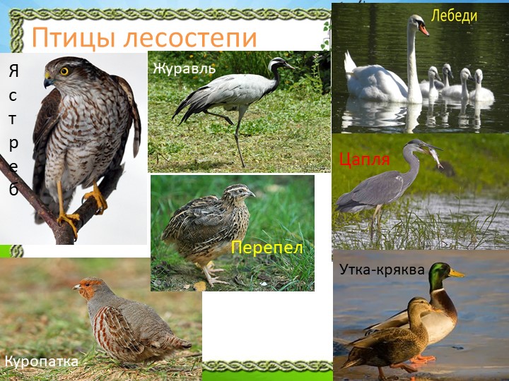 Презентация "Природа Красноярского края"